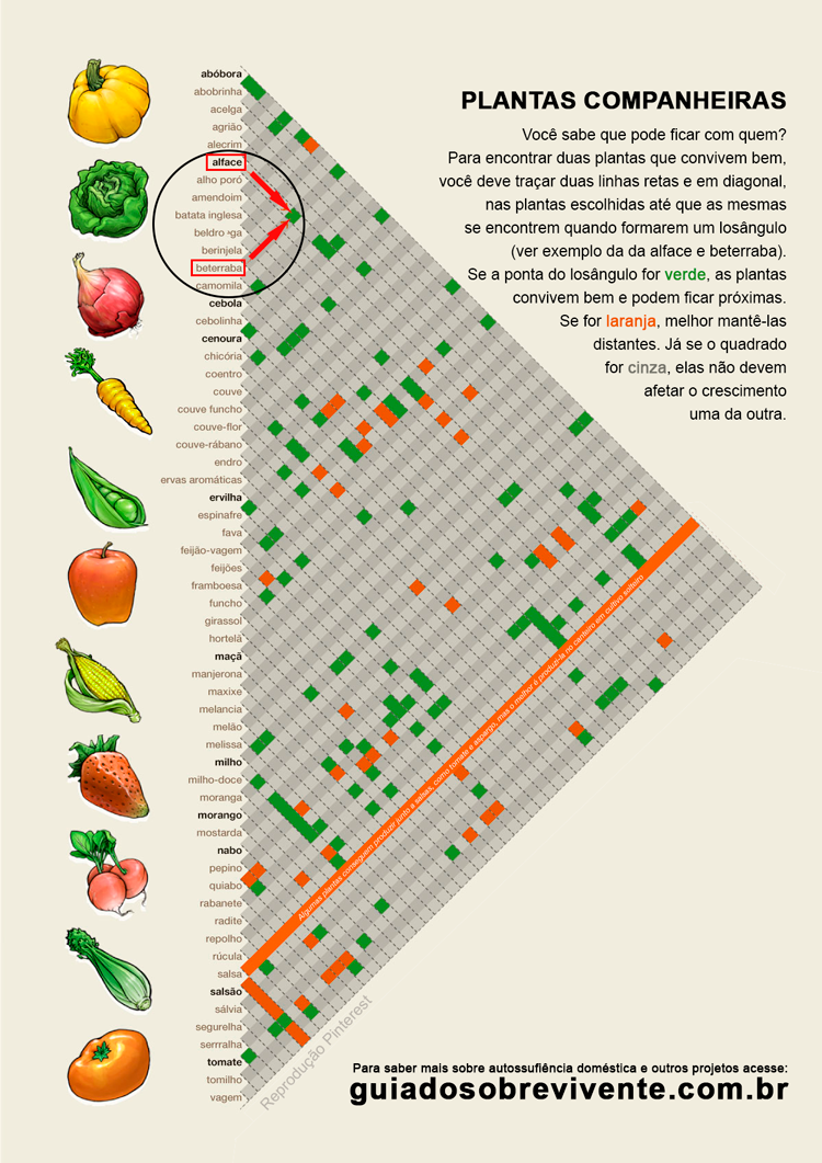 plantas_companheiras