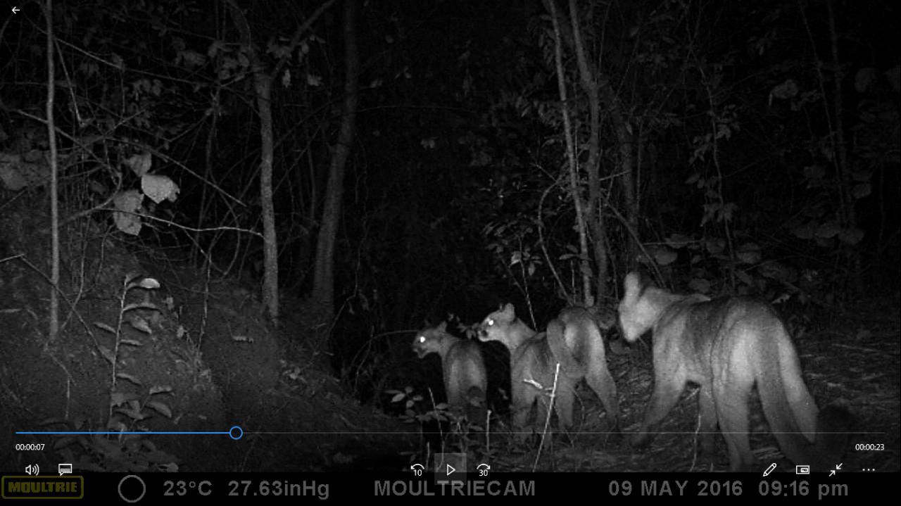 Imagem família de onça cedida por Samuel Maria