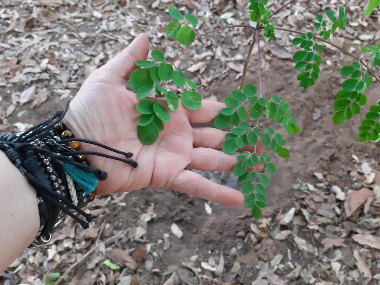 Folhas de moringa oleifera